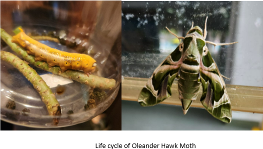 Moth